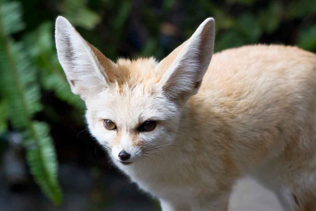 a fennec fox
