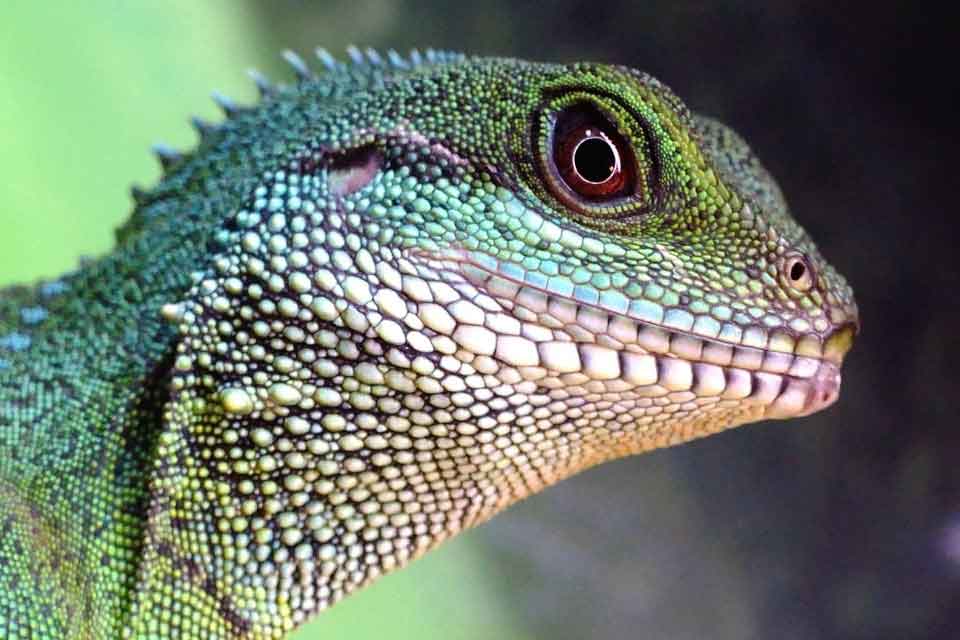 a physignathus cocincinus