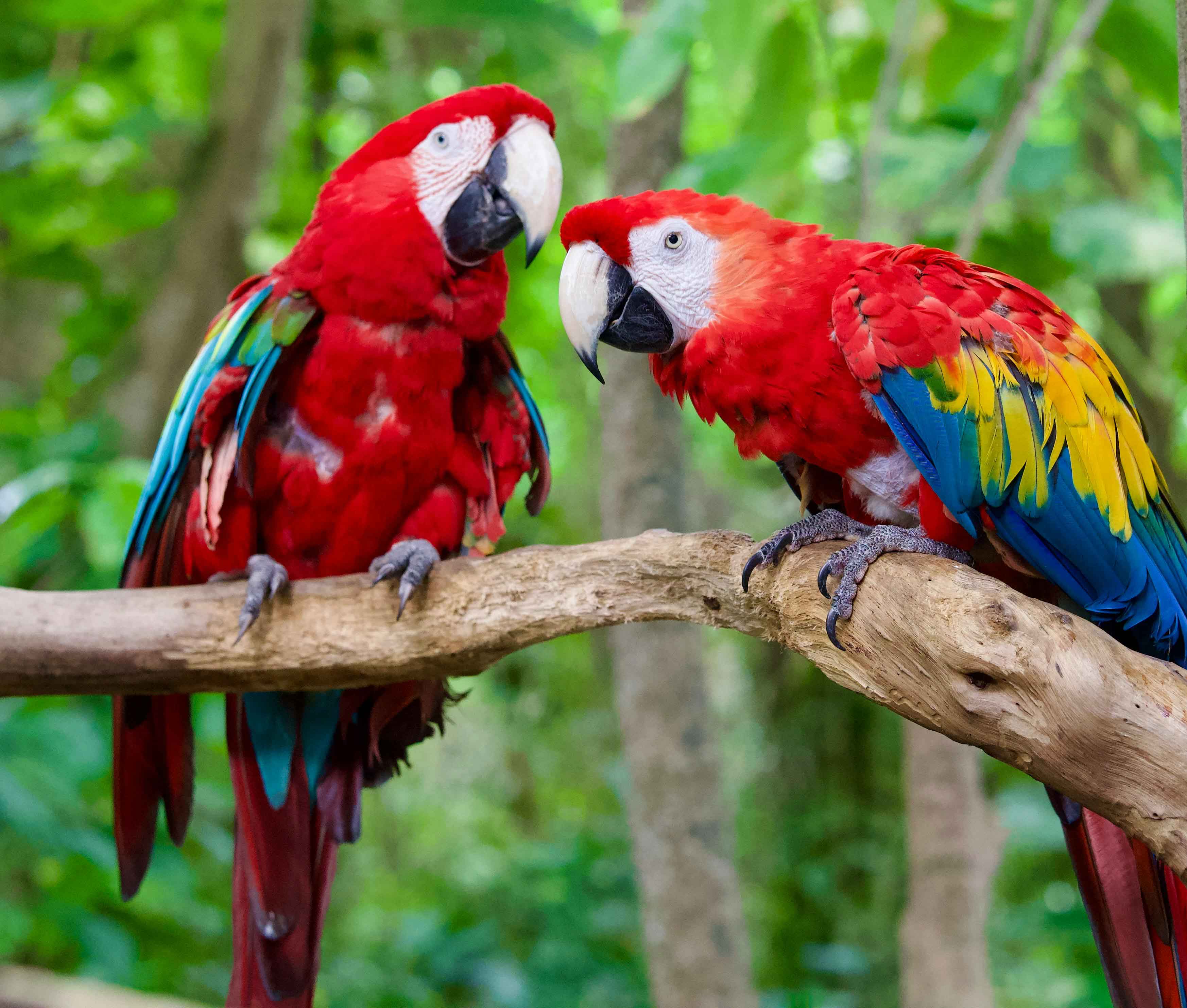 a scarlet macaw