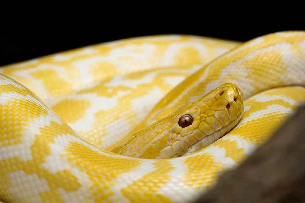 a yellow snake gad
