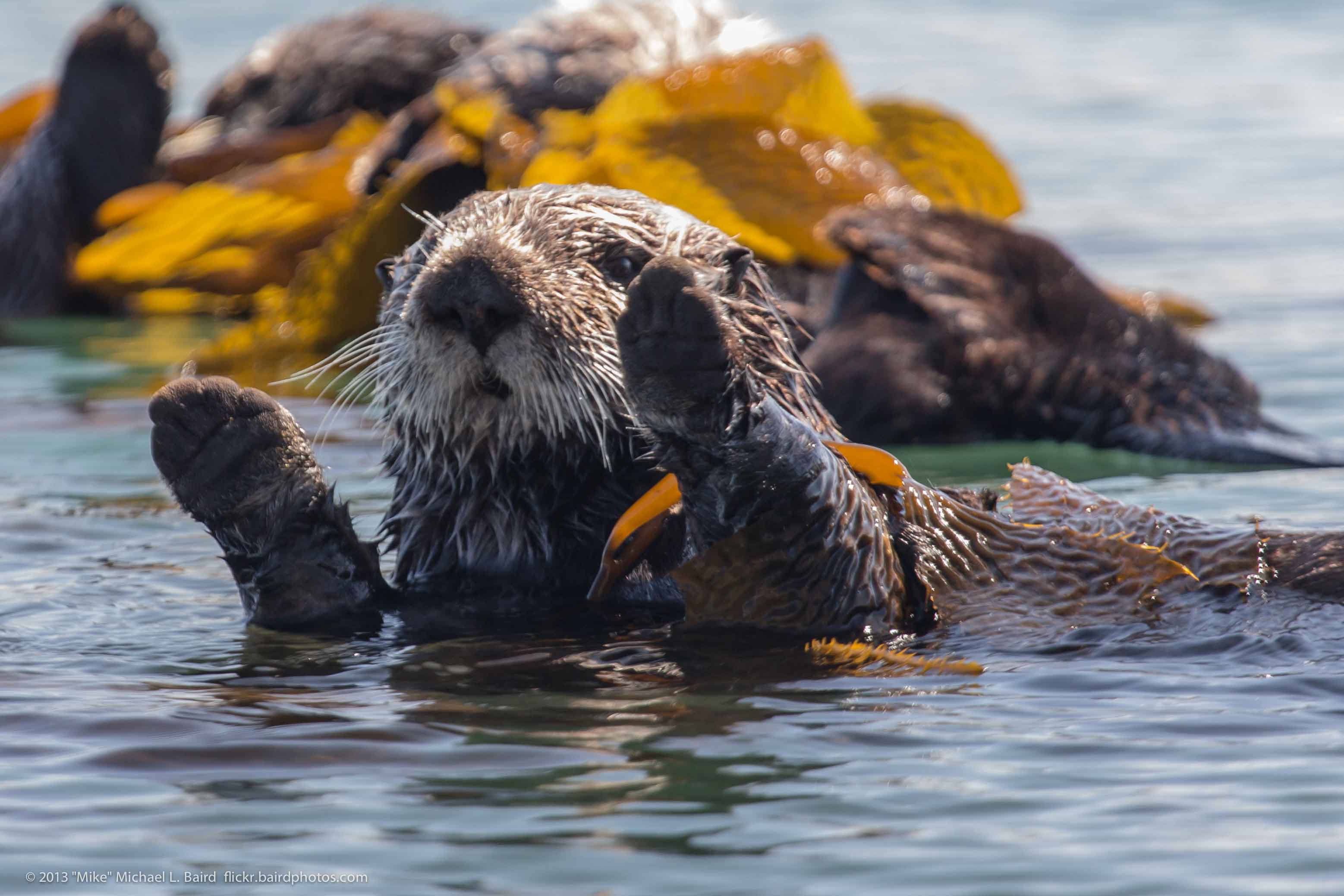 an image of a otter