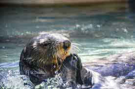 an image of a otter