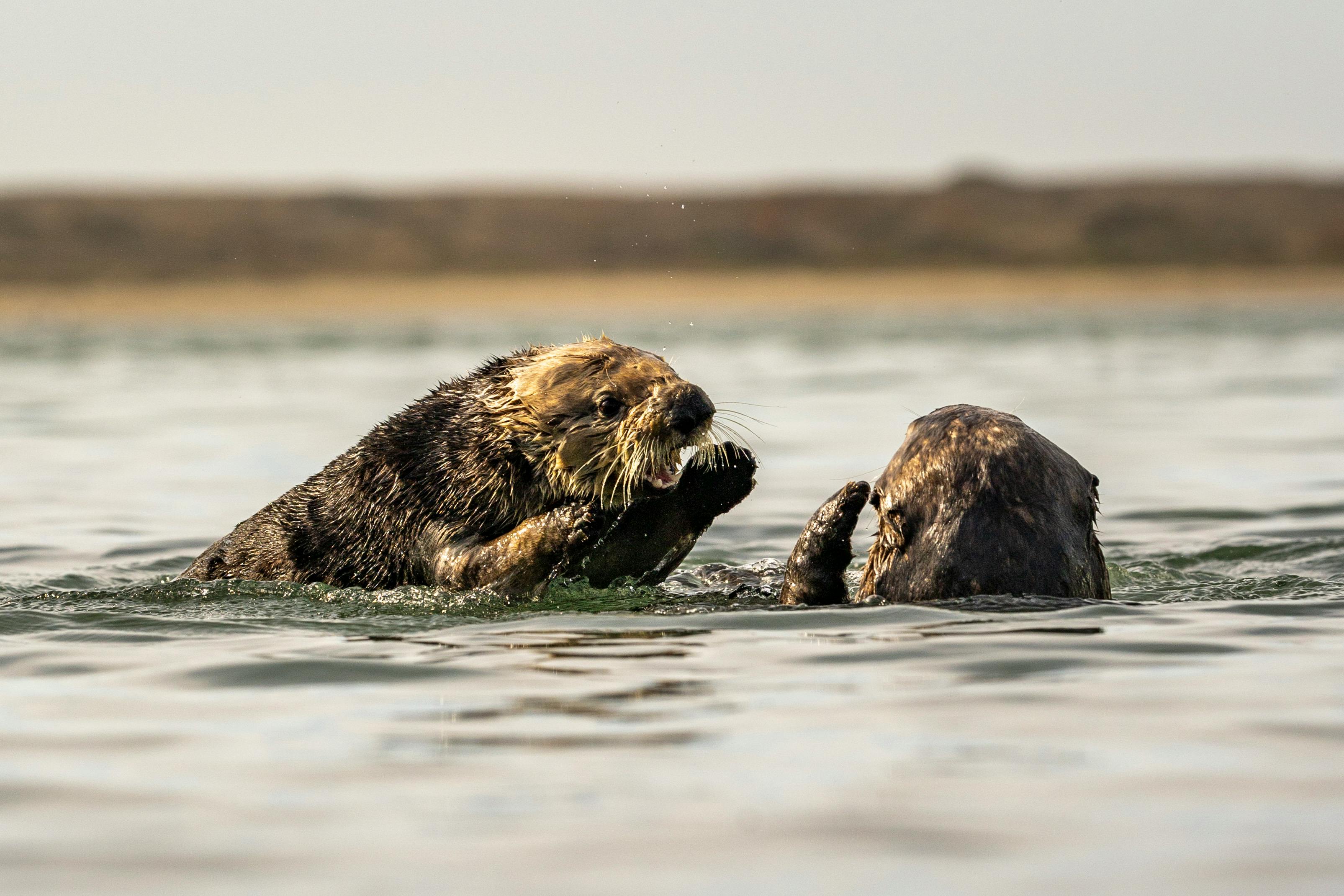 an image of a otter